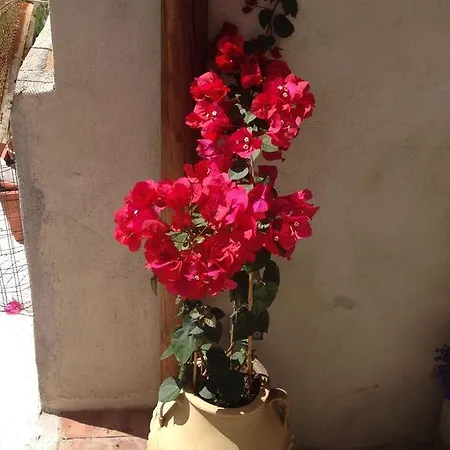 Il Raggio Appartement